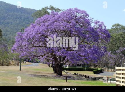 Arbre jacaranda violet en fleur dans un parc Banque D'Images
