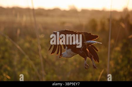 Aigles-poissons africains dans le delta de l'Okavango Banque D'Images