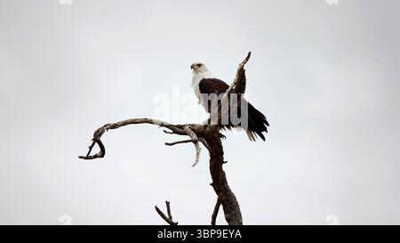 Aigles-poissons africains dans le delta de l'Okavango Banque D'Images