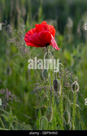 le pavot commun saisissant se dresse haut avec ses pétales rouges vifs entourés de tiges minces et de plantes vertes luxuriantes créant un beau contraste dans un peacefu Banque D'Images