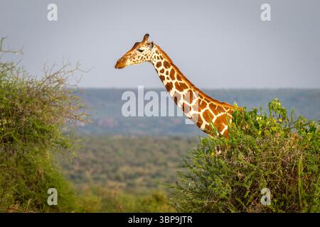 Une girafe réticulée se tenant au milieu d'arbustes verdoyants contre un paysage lointain. Laikipia, Kenya Banque D'Images