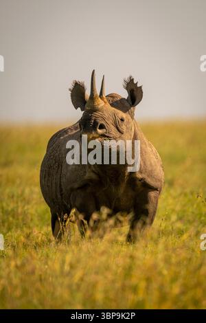 Rhinocéros noirs orientaux debout dans une savane herbeuse sous un ciel clair. Laikipia, Kenya Banque D'Images