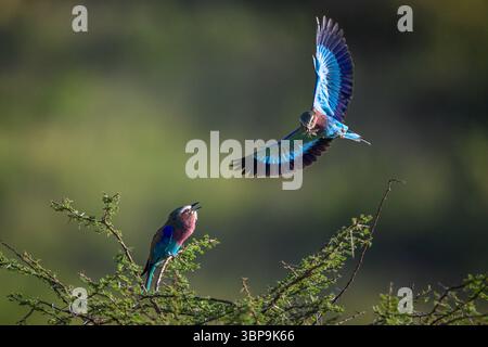 Deux rouleaux éclatants à poitrine de lilas à mi-vol et perchés sur des branches vertes. Taita-Taveta, Kenya Banque D'Images