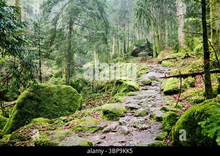 Un sentier forestier luxuriant et couvert de mousse serpente à travers de grands arbres denses et des rochers. Forêt Noire, Allemagne Banque D'Images