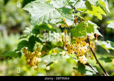cassis blanc doux sur la brindille en été. environnement de jardin extérieur avec baies biologiques mûres. journée ensoleillée. des aliments sains cultivés au pays. délicieux et juteux Banque D'Images