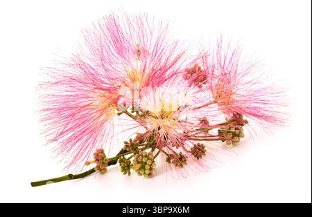 Fleurs d'arbre en soie rose isolées sur blanc Banque D'Images