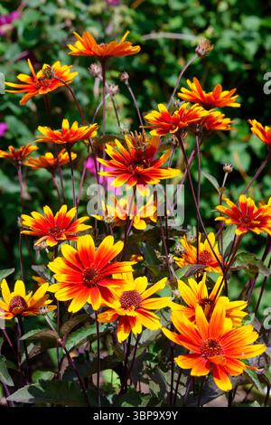 Gros plan des fleurs de Heliopsis, var. Contraste étincelant en pleine floraison Banque D'Images