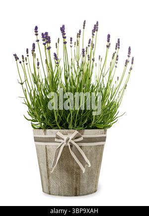 Bouquet de fleurs de lavande dans un vase isolé sur fond blanc Banque D'Images
