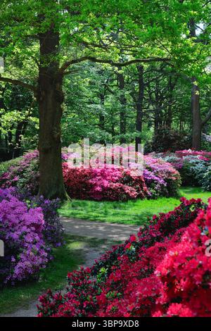 La plantation Isabella avec rhododendrons et azalées en pleine floraison, Richmond Park West London England UK Banque D'Images