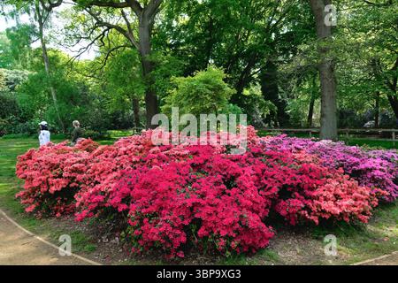 La plantation Isabella avec rhododendrons et azalées en pleine floraison, Richmond Park West London England UK Banque D'Images