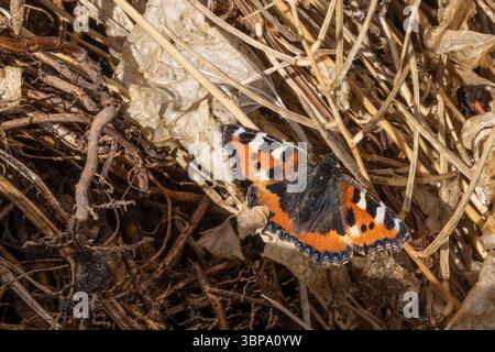 Un petit papillon en écaille de tortue, Aglais urticae, dans un jardin norfolk. Banque D'Images