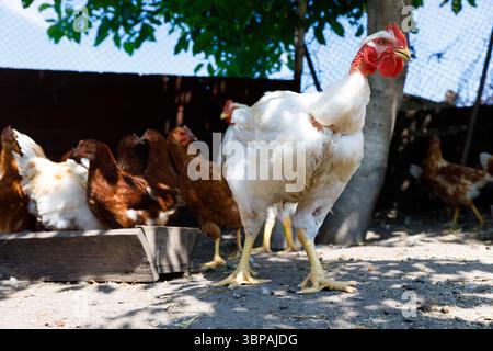 Un groupe de poulets dans un environnement de ferme naturel avec un poulet blanc proéminent au premier plan debout sur la terre avec des arbres et d'autres poulets dedans Banque D'Images