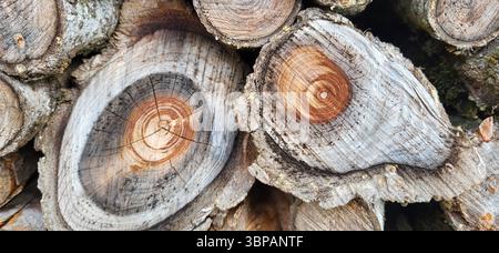 Gros plan de vieilles bûches grises empilées avec des anneaux de croissance bruns marqués au centre de deux bûches Banque D'Images