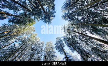 regardez la vue dans une forêt dense en hiver avec des sapins couverts de neige et un ciel bleu clair Banque D'Images