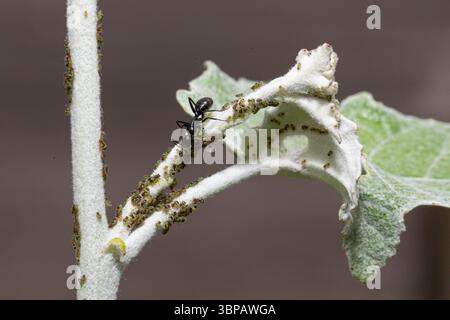 Fourmi de jardin noire collectant le miellat d'une colonie de pucerons sur une tige de plante Banque D'Images
