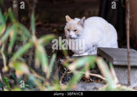 Un chat point de flamme aux yeux bleus frappants, assis sur des marches de pierre en plein air à Kyoto, au Japon. Banque D'Images