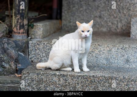 Un chat point de flamme aux yeux bleus frappants, assis sur des marches de pierre en plein air à Kyoto, au Japon. Banque D'Images