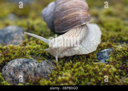 Un escargot (Helix pomatia) pèle sur de la mousse verte, (connu sous le nom d'escargot romain, escargot de Bourgogne, escargot comestible ou escargot). Banque D'Images