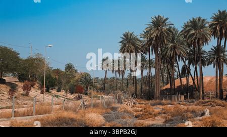 Les palmiers balancent doucement contre un ciel bleu clair, encadrant les ruines antiques de Babylone au milieu d'un paysage sec et aride en Irak. Banque D'Images