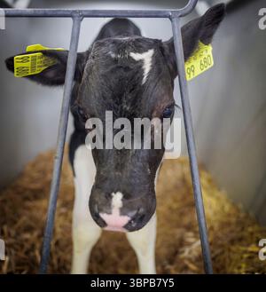 Trebbin, Deutschland. 22 mai 2025. Gros plan frontal de la tête d'un jeune veau noir et blanc, probablement une race Holstein-frisonne, regardant attentivement à travers les barres métalliques verticales d'un igloo de veau ou d'un enclos individuel. Le veau n'a que quelques jours. Les étiquettes jaunes sont attachées aux deux oreilles. Le veau est debout sur une épaisse couche de paille ou de foin recouvrant le sol de la plume, qui est floue en arrière-plan. L'image fournit une vue directe du veau dans un environnement de ferme. Crédit : dpa/Alamy Live News Banque D'Images