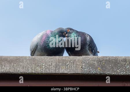 Une paire de pigeons sauvages, ou colombes rocheuses. Sussex, Royaume-Uni Banque D'Images