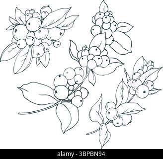 Branches de Snowberry avec baies blanches et feuilles. Le dessin au trait est une illustration simple dessinée à la main à l'encre noire et blanche. Ensemble d'éléments vecteur EPS Illustration de Vecteur
