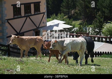 Trois vaches marchent dans un champ. L'un est marron, l'autre est blanc et l'autre est noir Banque D'Images