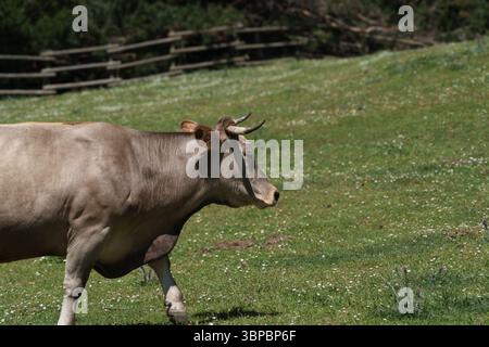 Une vache marche dans un champ. La vache est brune et blanche Banque D'Images