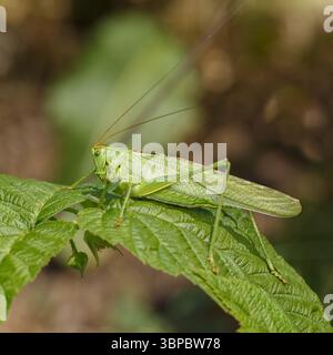 Criquet vert assis sur une feuille de plante. Gros plan avec arrière-plan flou Banque D'Images
