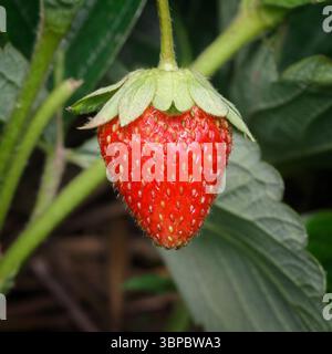Gros plan de baies de fraises mûres contre des feuilles vertes Banque D'Images