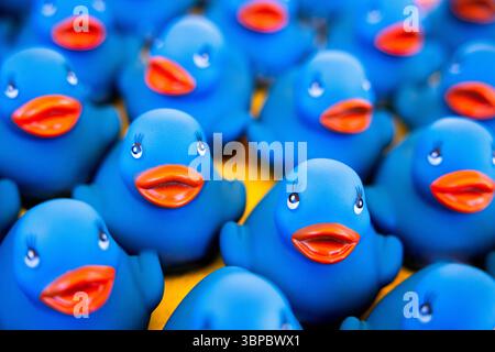 Gros plan de canards en caoutchouc bleus disposés dans un affichage joyeux et coloré, ludique, accrocheur et plein de personnalité. Banque D'Images