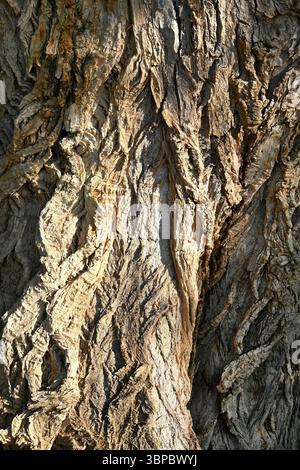 Vue rapprochée de l'écorce d'arbre texturée avec des motifs naturels et des détails en format vertical Banque D'Images