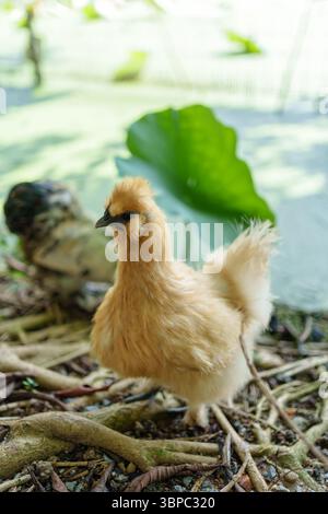 Poulet soyeux moelleux ou poulet de soie chinois errant librement dans le jardin sur les terres agricoles Banque D'Images