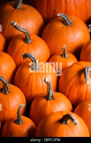 Gros plan de plusieurs citrouilles oranges serrées dans des tons chauds d'automne. Fond d'Halloween avec texture riche et nature morte saisonnière confortable Banque D'Images