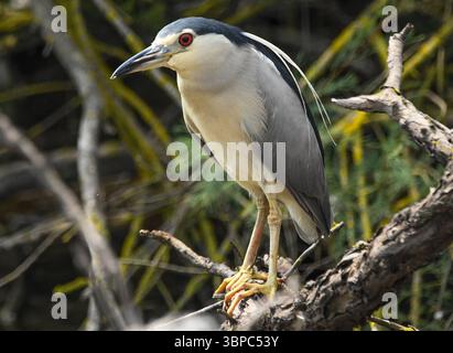 Bihoreau gris Banque D'Images