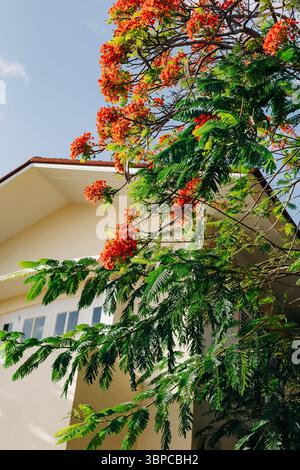 Des fleurs colorées décorent un arbre vert luxuriant à côté d'une maison contemporaine, mettant en valeur une belle journée ensoleillée. Banque D'Images