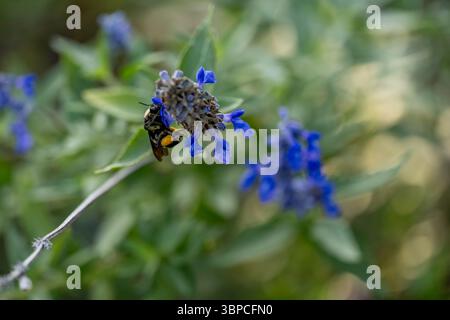 Abeille charpentier collectant le pollen de fleur de sauge bleue en fleurs au Texas, macro gros plan avec fond doux et lumière naturelle Banque D'Images