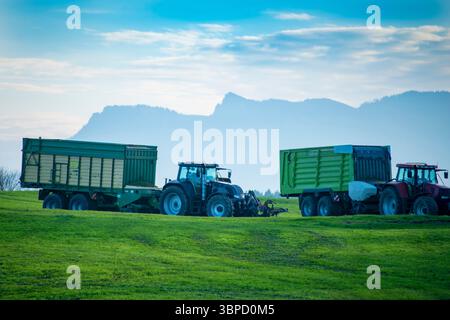 Remorques fourragères dans les champs agricoles Banque D'Images