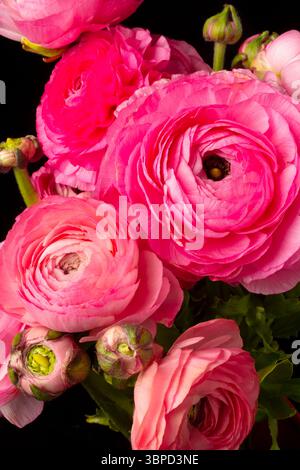 Bouquet rose de Lovely Ranunculus Banque D'Images