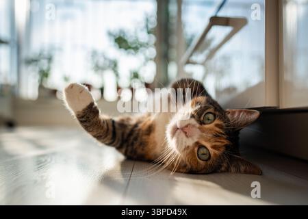 Chat calico curieux couché sur le sol, veut jouer, en regardant la vue de dessous de la caméra Banque D'Images
