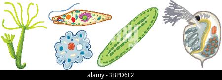 Illustration vectorielle détaillée présentant divers micro-organismes avec des couleurs vibrantes et des conceptions complexes, mettant en évidence la diversité biologique et comple Illustration de Vecteur