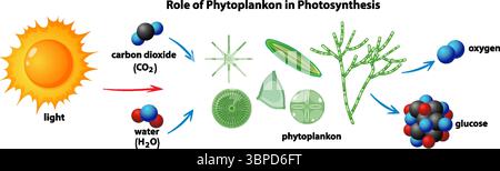 Illustration vectorielle montrant le rôle du phytoplancton dans la photosynthèse, mettant en évidence la lumière, le dioxyde de carbone, l'eau, l'oxygène, et les interactions avec le glucose Illustration de Vecteur