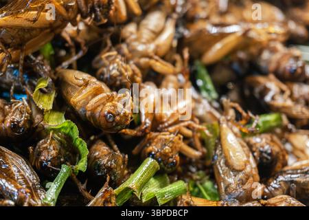 Sauterelles frites croustillantes une collation d'insectes à haute teneur en protéines, un mets de rue thaïlandais populaire Banque D'Images