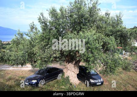 Radhime, Albanie - 17 juin 2025 : voitures garées sous un olivier dans un village de Radhime sur la Riviera albanaise. Banque D'Images