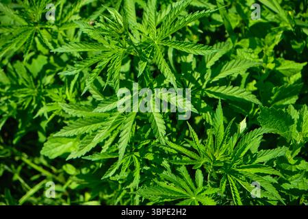 Contexte des plantes de marijuana. Feuilles et graines de chanvre. Légalisation de la marijuana, usine de drogue, culture industrielle du cannabis. Banque D'Images