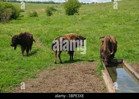 Les bisons européens (wisents) l'eau potable. Animaux sauvages dans une réserve naturelle protégée. Paysage d'été avec des espèces rares dans la nature Banque D'Images