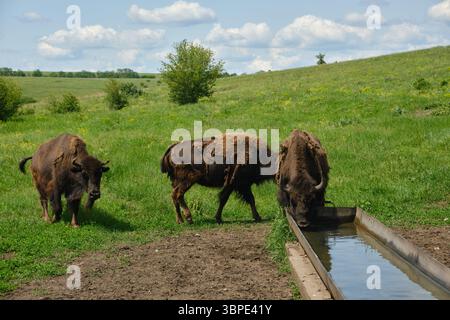 Les bisons européens (wisents) l'eau potable. Animaux sauvages dans une réserve naturelle protégée. Paysage d'été avec des espèces rares dans la nature Banque D'Images