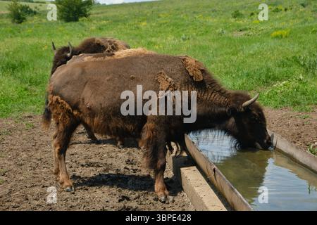 Les bisons européens (wisents) l'eau potable. Animaux sauvages dans une réserve naturelle protégée. Paysage d'été avec des espèces rares dans la nature Banque D'Images