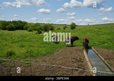 Les bisons européens (wisents) l'eau potable. Animaux sauvages dans une réserve naturelle protégée. Paysage d'été avec des espèces rares dans la nature Banque D'Images