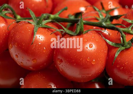 Tomates mûres sur la vigne recouvertes de gouttes d'eau. Banque D'Images
